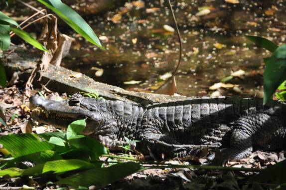 Jacaré na reserva Pointe-à-Pierre, próximo à San Fernando, em Trinidad e Tobago